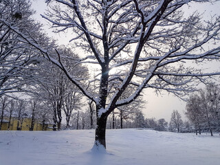 Fototapeta na wymiar tree an empty park in the snow on a cold winter morning