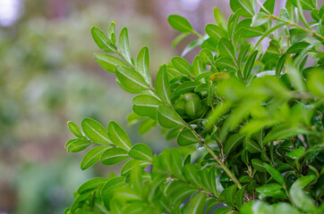 small branches with little green leaves with a drops of dew  close up.