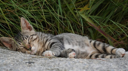 cat on the grass