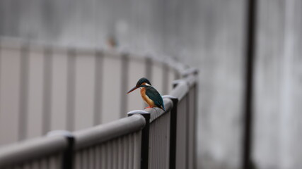 野鳥の宝石と言われているカワセミの写真