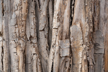 Naklejka premium Graphic texture of the bark on the trunk of a dead ficus religiosa aka bodhi tree or sacred fig 