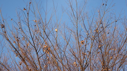 枯れた木の枝の写真