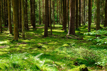 Das NSG Bischofswaldung mit Stedtlinger Moor, Biosphärenreservat Rhön, Gemeinde Rhönblick, Thüringen, Deutschland