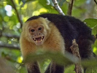 A Panamanian white-faced capuchin, Cebus imitator, with bared teeth threatens the photogarf. Costa Rica