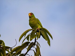 Crab-eating raccoon, Procyon cancrivorus, sits on the ground looking for food. Costa Rica