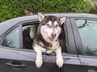 Dog leaning out of car window with smiling expression on face. Happy large husky looking adorable from family car. © Salute Studios