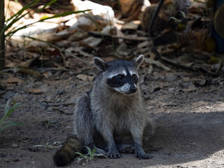 Crab-eating raccoon, Procyon cancrivorus, sits on the ground looking for food. Costa Rica