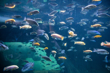 Fototapeta na wymiar fish swimming underwater clear blue ocean
