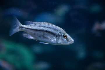 fish swimming underwater clear blue ocean