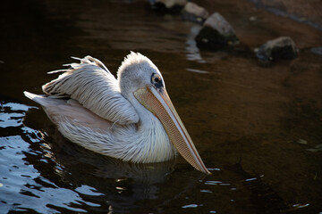 VALENCIA , SPAIN - DECEMBER 9, 2021:pelicans in Valencia Biopark Spain
