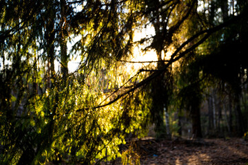 nature of the Moscow region