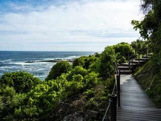 Fototapeta na wymiar Wooden pathway in the Tsitsikamma forest in the Garden Route South Africa