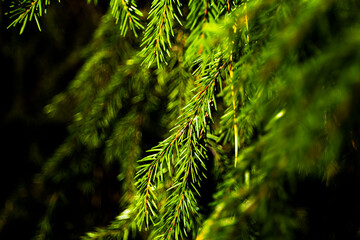 nature of the Moscow region