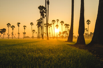 landscape silhouette palm trees sunrise fog winter.	