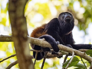 Howling Monkey, Alouatta palliata, sits high in the branches and observes the surroundings. Costa Rica