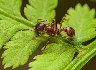 ant crawling on fern leaf detail