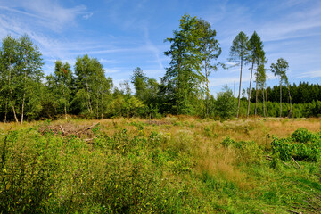 Fototapeta na wymiar Das NSG Bischofswaldung mit Stedtlinger Moor, Biosphärenreservat Rhön, Gemeinde Rhönblick, Thüringen, Deutschland