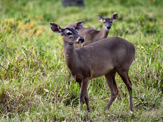 Fototapeta premium Red brocket, Mazama temama, one of the few deer representatives in Central America. Costa Rica