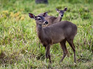 Red brocket, Mazama temama, one of the few deer representatives in Central America. Costa Rica