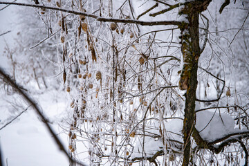 winter in the suburbs