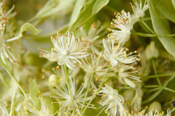 Linden blossoms, fresh tilia flowers
