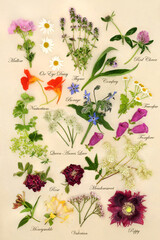 Nature study with flowers and herbs for herbal plant medicine remedies. Natural medication for...