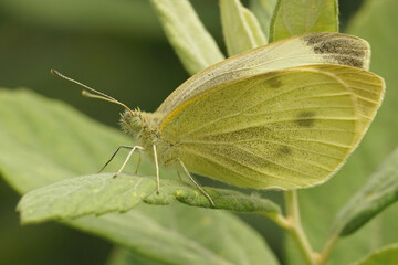 Closeup on a Green-veined White butterfly, Pieris napi witting on a green leaf