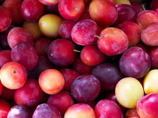 The berries of a ripe home-grown cherry plum.