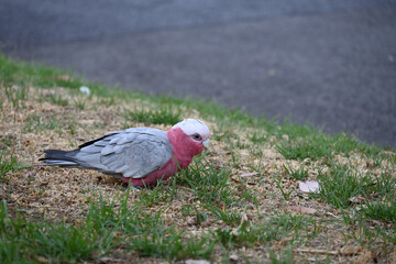 Galah on a shady patch of lawn beside a road, looking for food amongst the dry grass
