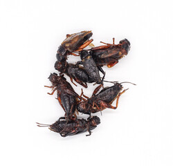 Fried insects. Fried crickets with grasshopper and kaffir lime leaves isolated on white background