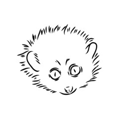 Lemur Loris on a tree vector illustration, hand drawn sketch, black and white. Ink pen cute lori chinese animal sitting on a tree.