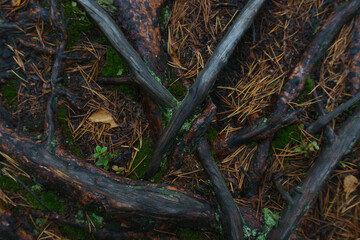 Fototapeta premium Wet tree roots