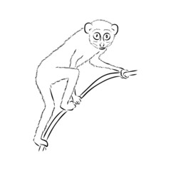 Lemur Loris on a tree vector illustration, hand drawn sketch, black and white. Ink pen cute lori chinese animal sitting on a tree.
