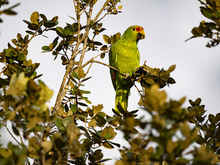 The red-lored Amazon, Amazona autumnalis, sits high in the branches and feeds. Costa Rica