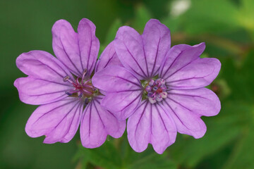 Obraz premium Closeup on two magenta flowers of hedgerow cranesbill, Geranium pyrenaicum