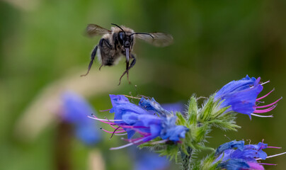 Fototapeta premium Incoming Sandcoloured carder bee caught in action