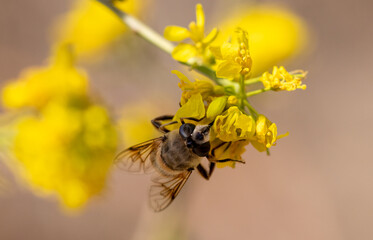 Common drone fly on the great yellowcress
