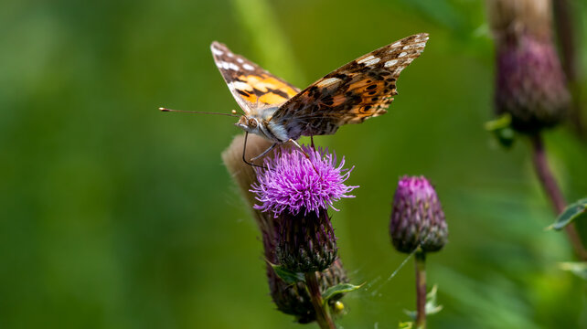 Painted lady on a creeping thistle