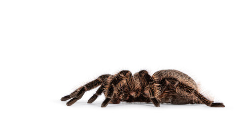 Side view of female adult Curly Hair Tarantula aka Tliltocatl albopilosus, standing on white background.