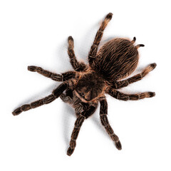 Top view of female adult Curly Hair Tarantula aka Tliltocatl albopilosus, standing on white background.
