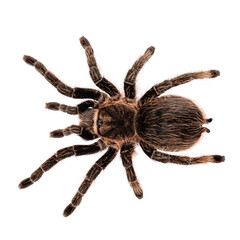 Top view of female adult Curly Hair Tarantula aka Tliltocatl albopilosus, standing on white background.