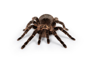 Front view of female adult Curly Hair Tarantula aka Tliltocatl albopilosus, standing on white background.