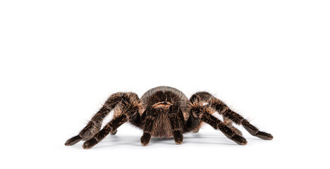 Front view of female adult Curly Hair Tarantula aka Tliltocatl albopilosus, standing on white background.