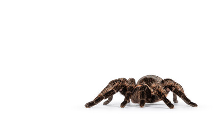 Side view of female adult Curly Hair Tarantula aka Tliltocatl albopilosus, standing on white background.