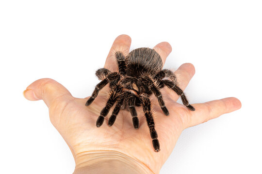 Top view of female adult Curly Hair Tarantula aka Tliltocatl albopilosus, standing on human hand. Isolated on a white background.