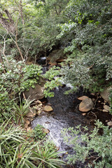 Mountain stream in tropical forest. Costa Rica