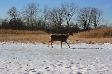 deer in the snow