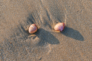 Petits coquillages sous une douce lumière de fin d'après midi laissés sur le sable à marée basse