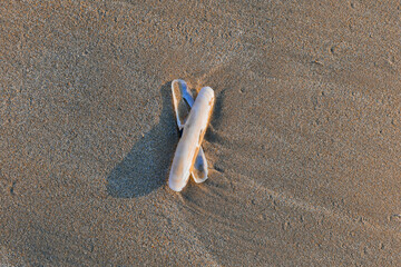 Coquille de pied de couteau entrecroisée sur le sable à marée basse