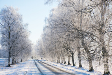 Ice cowered road and birch alley in winter. Valmiera.